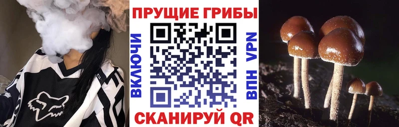 Галлюциногенные грибы Cubensis  blacksprut маркетплейс  Каргополь 